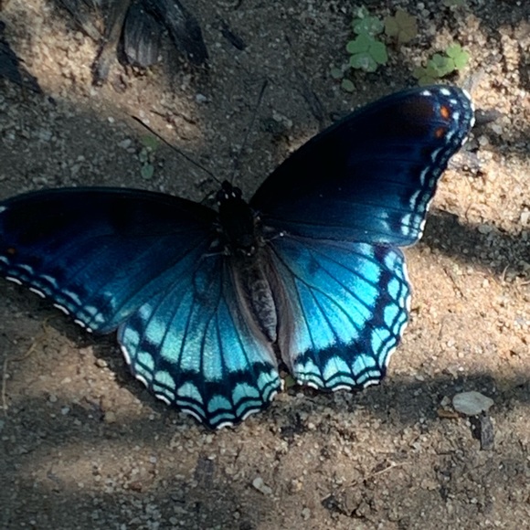 Meet your Posher, Terri lynn - Picture 8 of 16